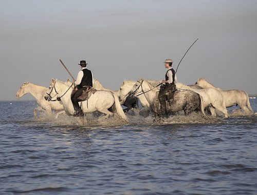 camargue-cheveaux